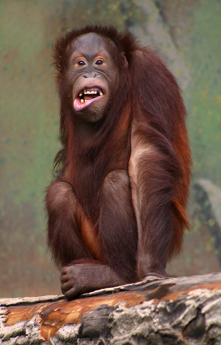 Borneoorangutang